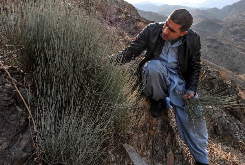 The wild shrub at the root of the Afghan meth epidemic