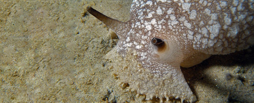 Scientists Simulated a Sea Slug to Study Decision Making. Then It Got Addicted to Drugs