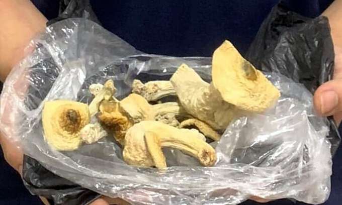 'Magic mushrooms' take root in Hanoi